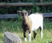Tiere